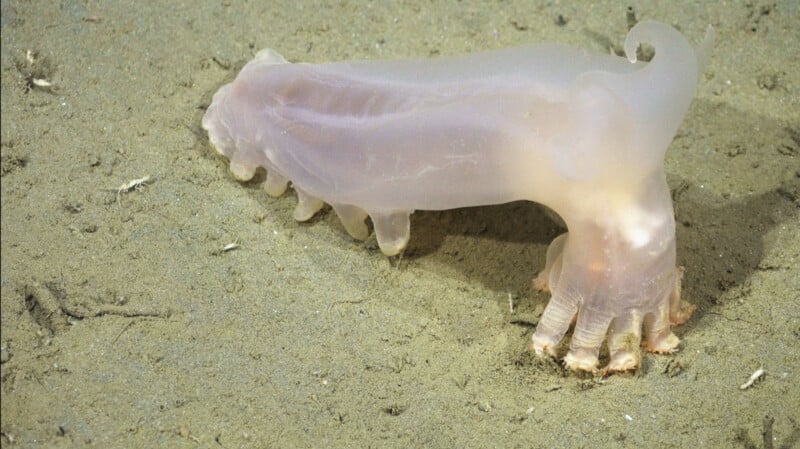 A translucent, pale pink sea cucumber with a bulbous body and small, leg-like appendages rests on a sandy ocean floor.