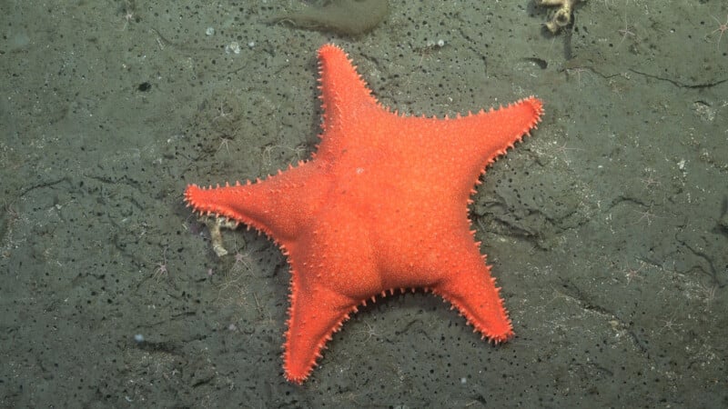 A bright orange, five-armed starfish rests on a dark, textured seafloor surrounded by several small, thin-legged brittle stars.