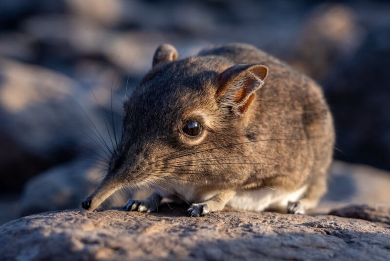 A close-up of a round, brown elephant shrew with a long, pointed snout and large, dark eyes resting on a textured rock.