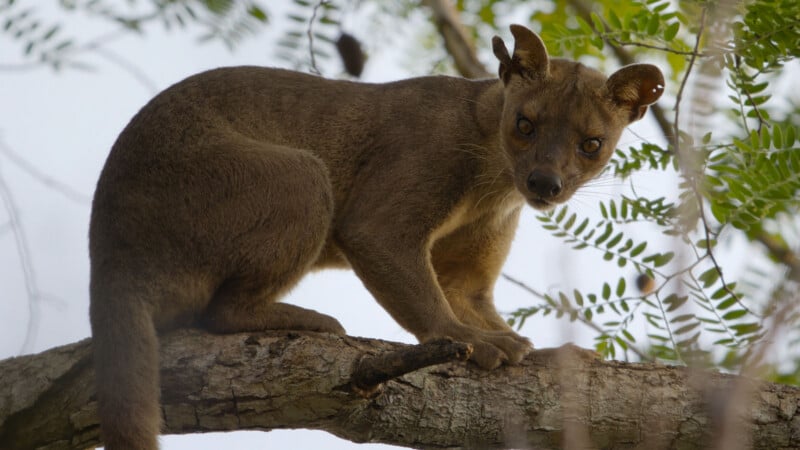 A fossa with brown fur and alert eyes stands on a thick tree branch, looking directly at the camera.