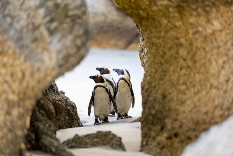 Three African penguins stand on a sandy beach, framed by large, textured boulders on either side.