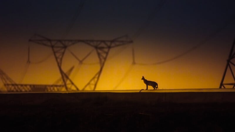 A silhouette of a small wild cat stands on a concrete ledge against a glowing orange sunset and large electrical pylons.