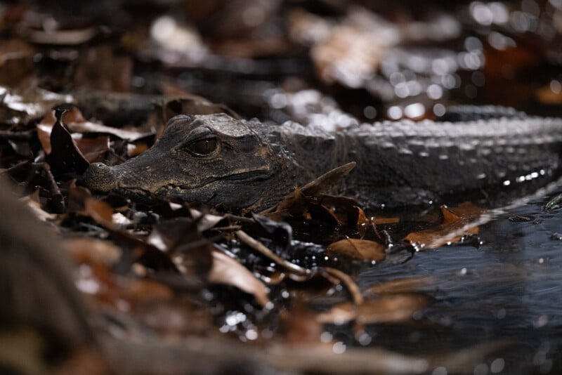 A small caiman rests partially submerged in dark water surrounded by fallen brown leaves.