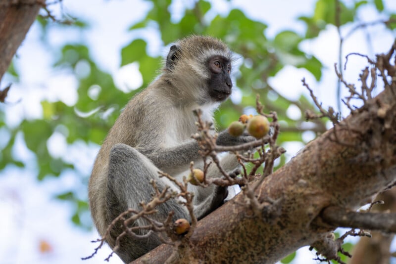 A vervet monkey sits on a tree branch, holding and eating small, round fruits.