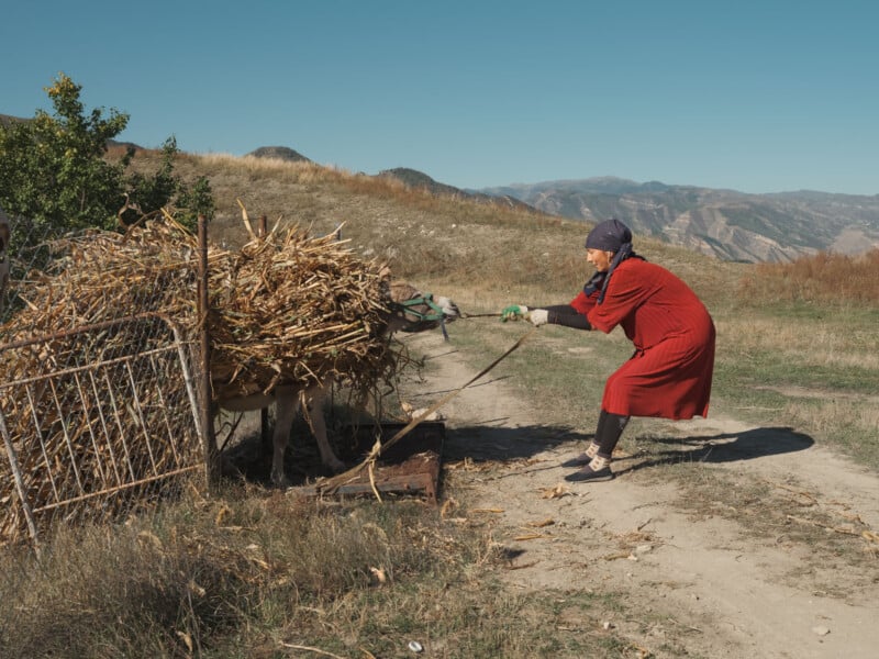 A woman in a red dress pulls a donkey loaded with a large bundle of dry corn stalks along a dirt path in a mountainous landscape.