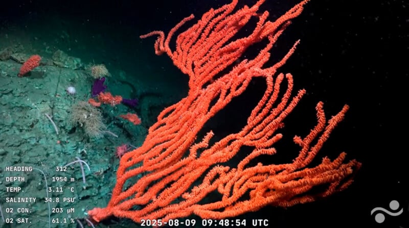 A large, bright orange fan-shaped coral grows from a rocky seafloor at a depth of 1954 meters.