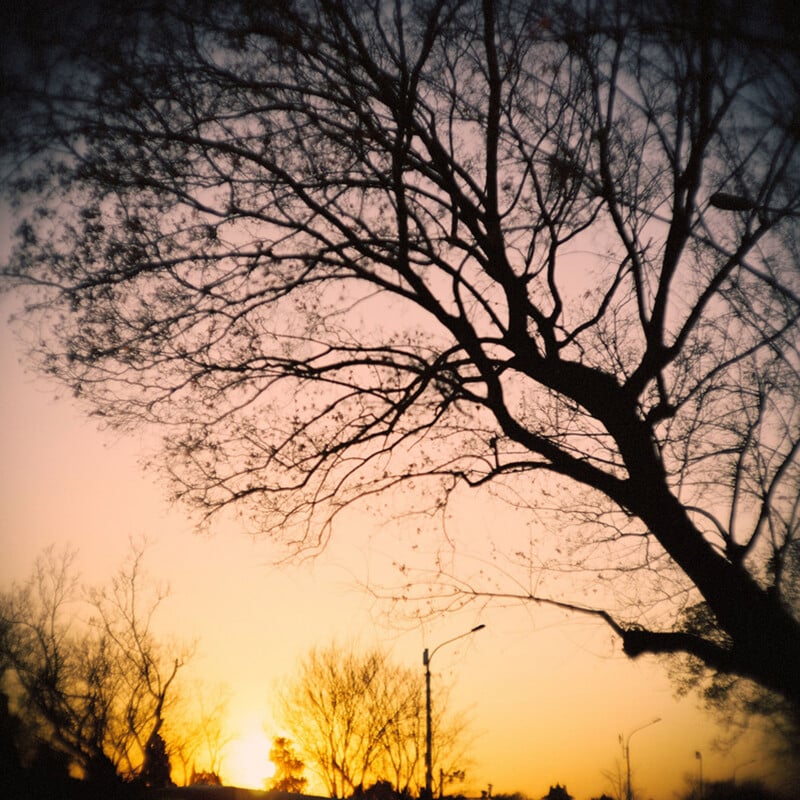 A large, bare tree silhouetted against a vibrant orange and purple sunset sky, with smaller trees and a streetlamp visible in the distance.