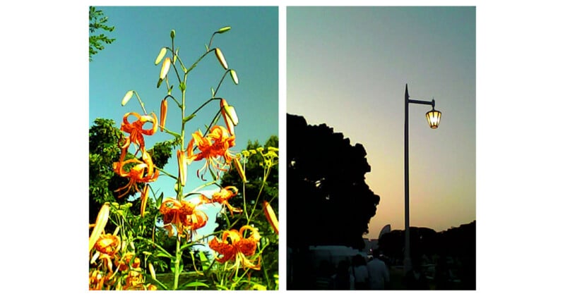 A split-screen view showing orange tiger lilies on the left and a lit street lamp against a twilight sky on the right.