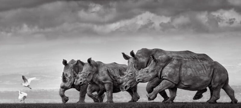 Four rhinoceroses walk in a line across a grassy field under a cloudy sky, with two white birds flying nearby.