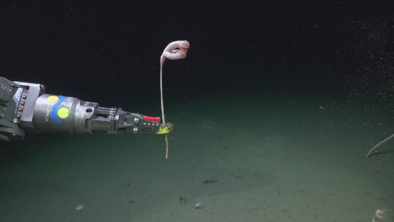 A robotic arm from a research submersible holds a long, thin, pale stalk-like organism with a curled, fleshy top against a dark, deep-sea background.