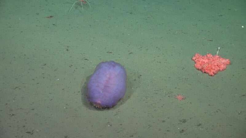 A purple sea cucumber rests on the sandy ocean floor next to a pink coral colony and a small sea anemone.