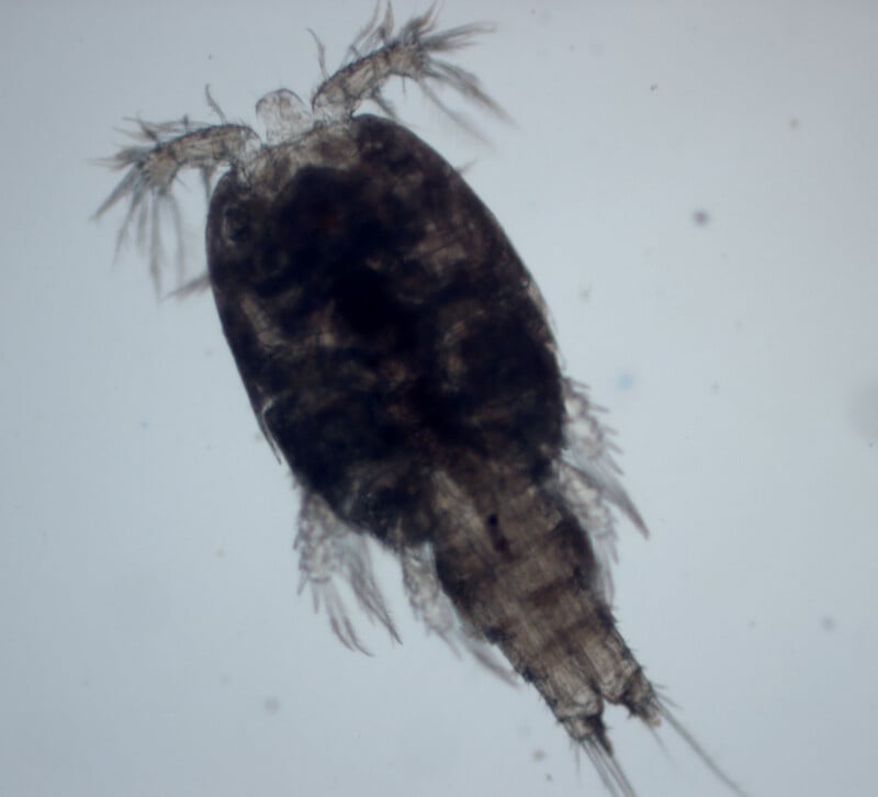 A microscopic view of a copepod, a small aquatic crustacean with a segmented body, feathery antennae, and swimming legs.