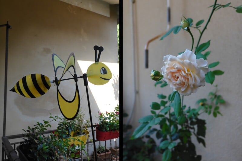 A split-screen view showing a yellow bee-shaped garden spinner on the left and a pale pink rose in bloom on the right.