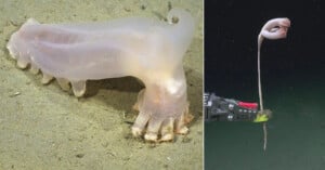 A split-screen view shows a translucent, gelatinous sea cucumber on the left and a long-stalked, pale organism being held by a robotic claw on the right.