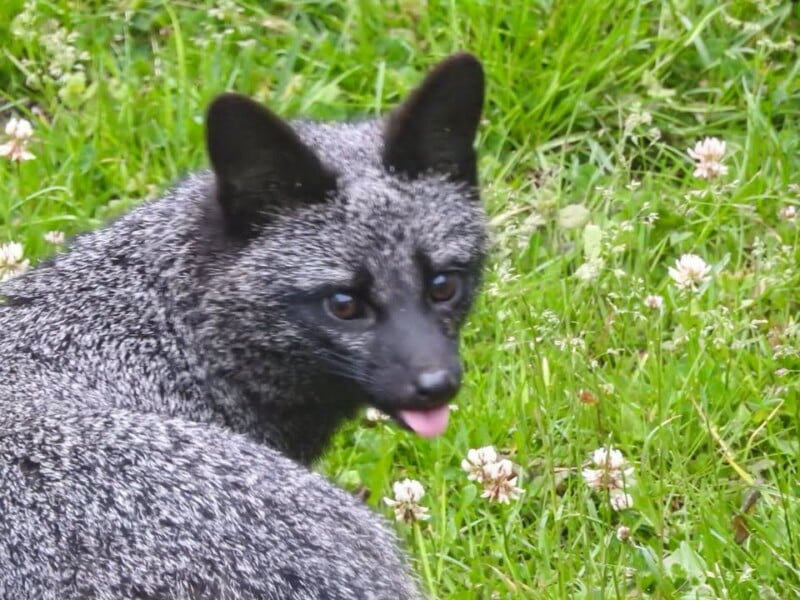 A silver fox with dark fur and white-tipped hairs looks toward the camera with its tongue sticking out while in a grassy field.
