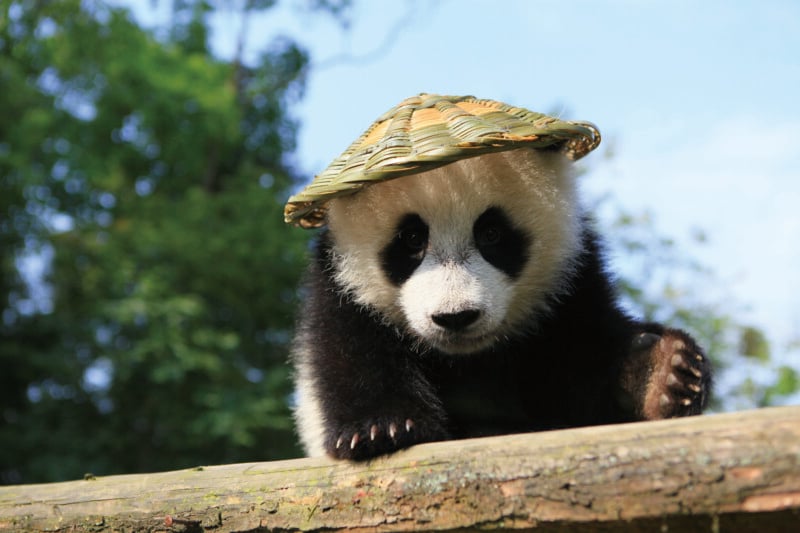 A young giant panda cub wearing a woven bamboo hat sits on a wooden log against a background of green trees and a blue sky.