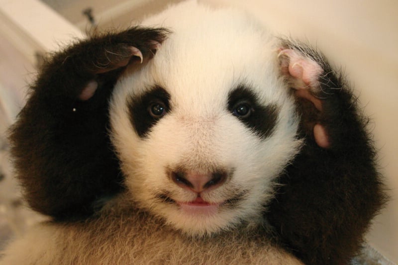 A close-up of a baby giant panda looking directly at the camera with its front paws raised to the sides of its head.