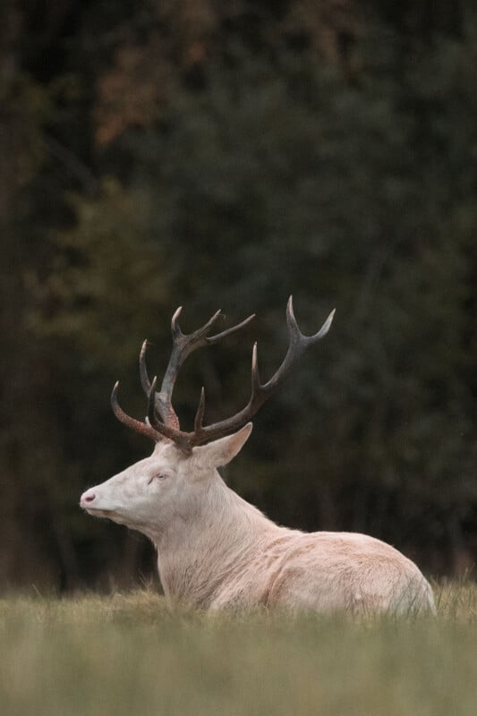 A white stag with large antlers rests in a grassy field against a dark, blurred forest background.