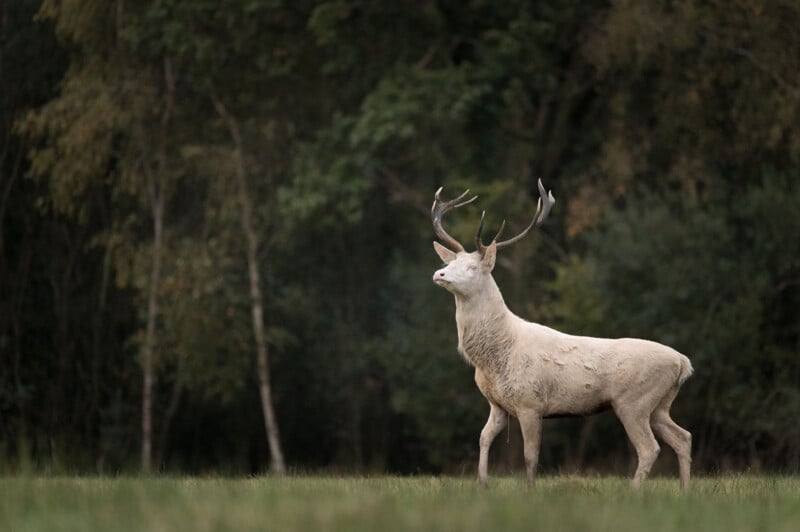 A white stag with large antlers stands in a grassy field in front of a dark, blurred forest.