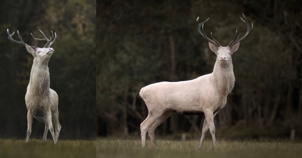 A composite image showing a white stag standing in a grassy field, once looking upward and once facing forward.