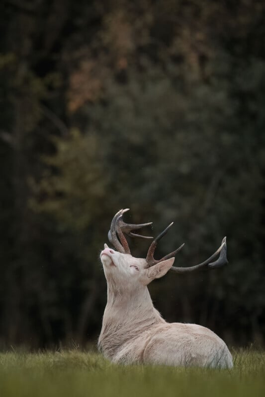 A white fallow deer with large antlers rests in a grassy field, looking upward against a blurred, dark forest background.