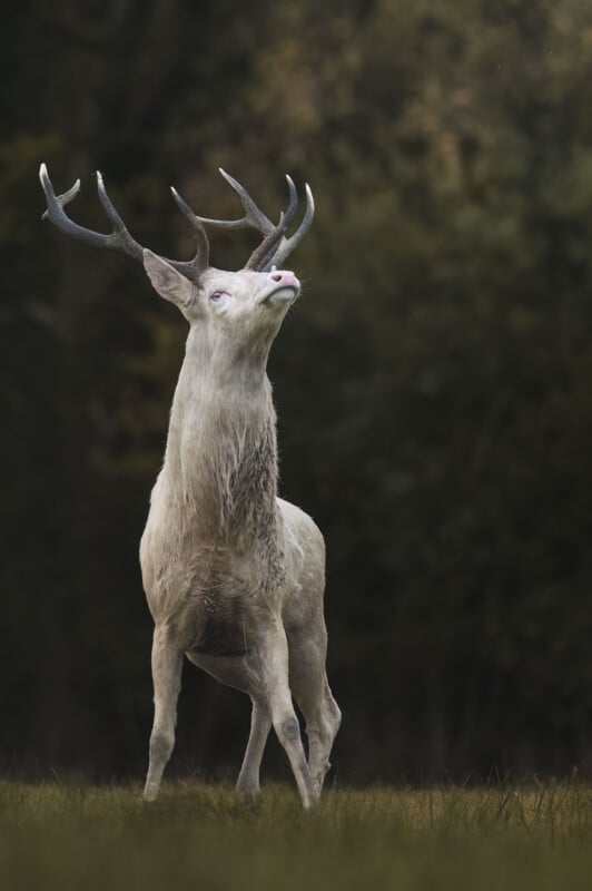 A white stag with large antlers stands in a grassy field, looking upward against a dark, blurred forest background.