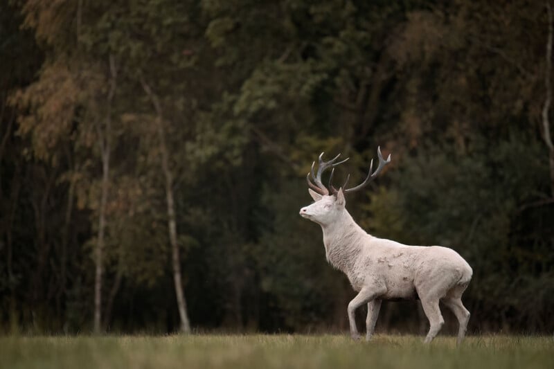A white stag with large antlers stands in a grassy field in front of a dark forest.
