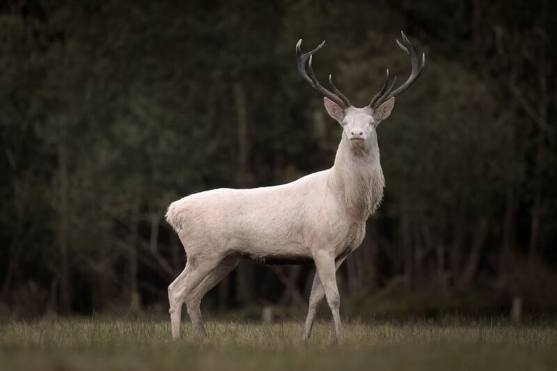 A white stag with large antlers stands in a grassy field against a dark, blurred forest background.
