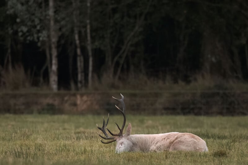 A white stag with large antlers rests in a grassy field in front of a dark forest.