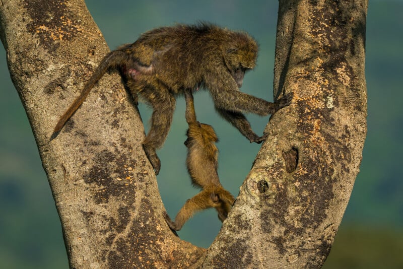 33 Hilarious Photos From the Nikon Comedy Wildlife Awards