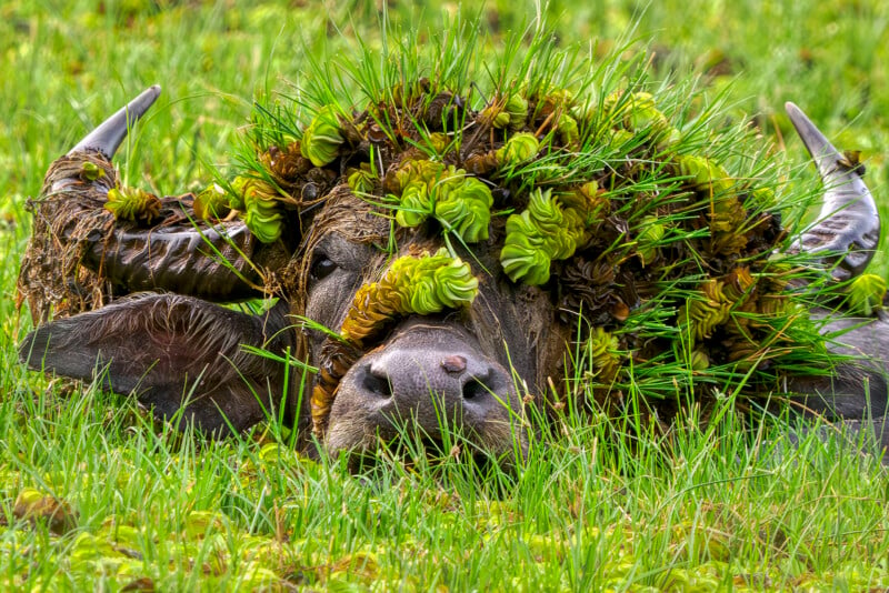 33 Hilarious Photos From the Nikon Comedy Wildlife Awards