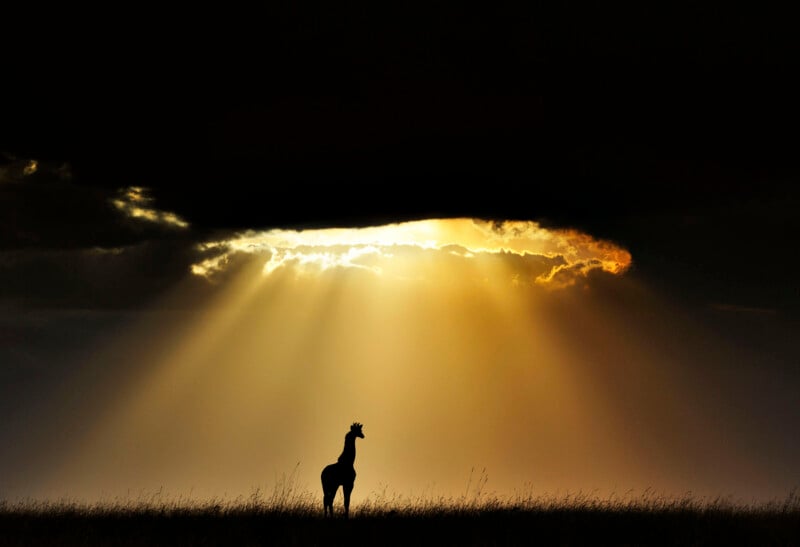 A silhouette of a giraffe stands in a grassy field beneath a dramatic, golden sunbeam breaking through dark clouds.