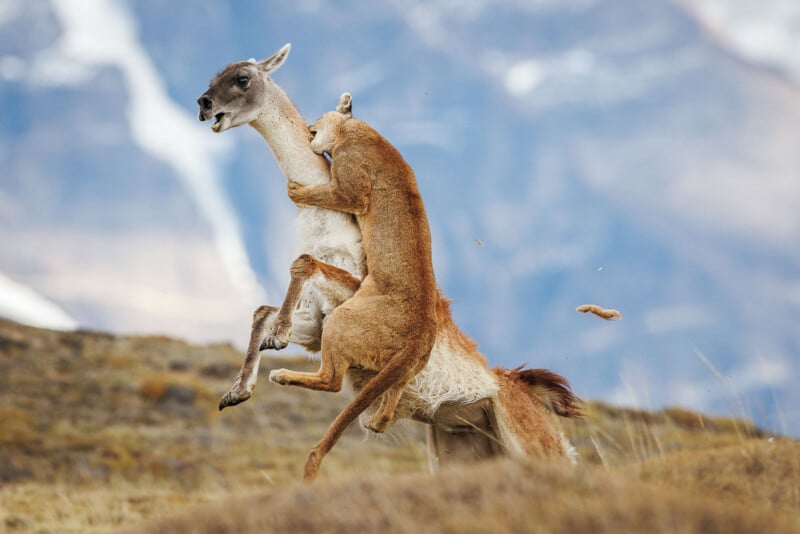 A mountain lion leaps onto the back of a guanaco, biting its neck in a grassy, mountainous landscape.
