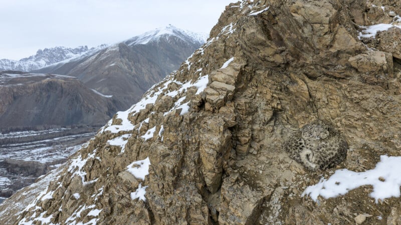 Two snow leopards are curled up together in a rocky crevice on a snowy mountainside overlooking a valley.