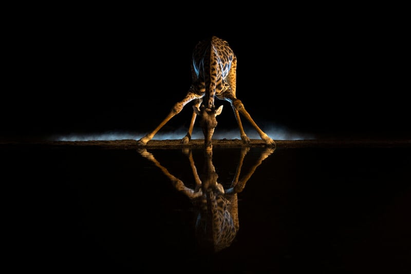 A giraffe stands in a wide-legged stance at night, drinking from a dark pool of water that creates a perfect reflection.