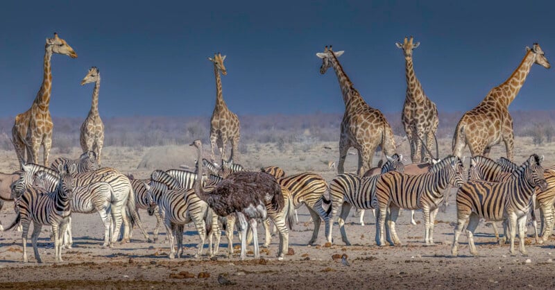 A herd of zebras, a group of giraffes, and an ostrich stand together on a dry, dusty plain under a clear blue sky.