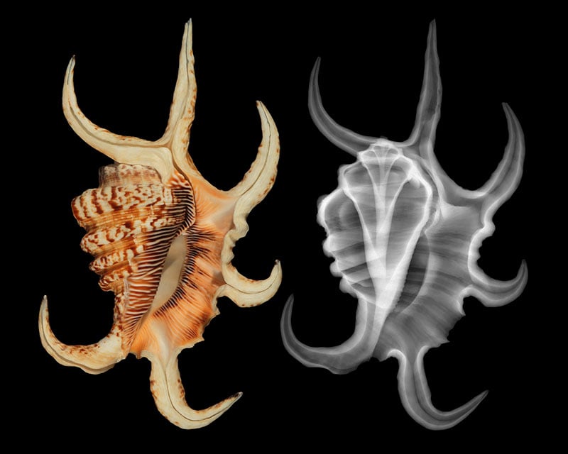 A side-by-side comparison of a spider conch shell, showing the natural specimen on the left and its X-ray scan on the right against a black background.