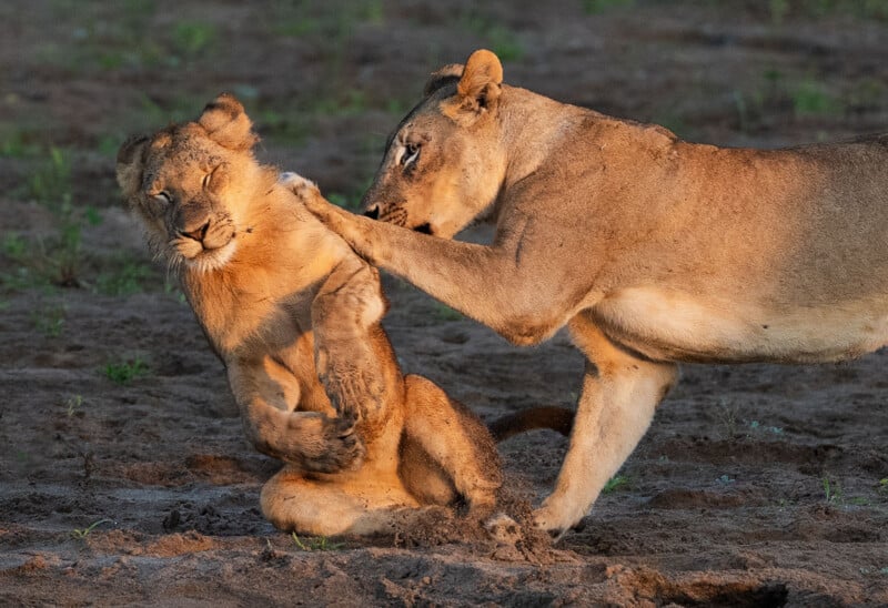 33 Hilarious Photos From the Nikon Comedy Wildlife Awards