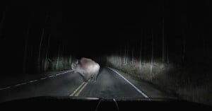 A large bison stands in the middle of a dark, paved road at night, illuminated by vehicle headlights.