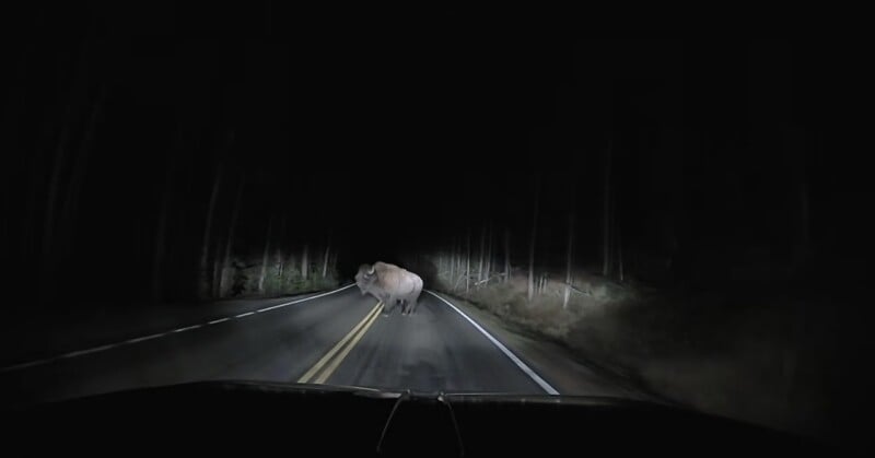 A large bison stands in the middle of a dark, paved road at night, illuminated by vehicle headlights.
