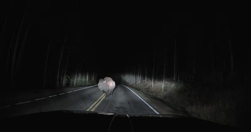 A large bison stands in the middle of a dark, paved road at night, illuminated by vehicle headlights.