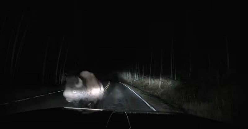A large bison stands on a dark, paved road at night, illuminated by the headlights of a vehicle.