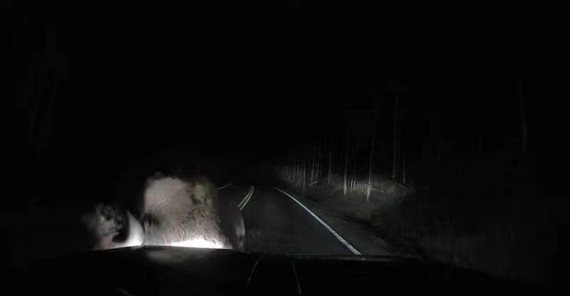 A view from inside a vehicle at night showing a large animal standing on the side of a dark, paved road lined with trees.