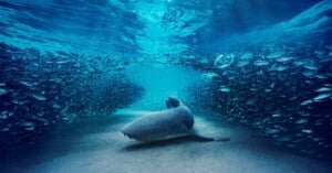 A shark rests on the sandy ocean floor, surrounded by a dense, parted school of small fish.