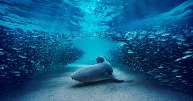 A shark rests on the sandy ocean floor, surrounded by a dense, parted school of small fish.