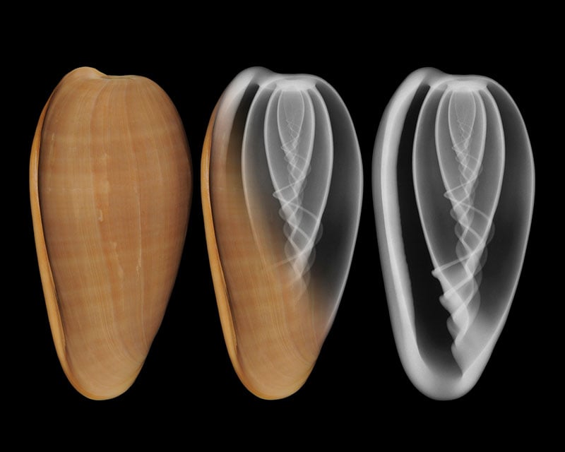 Three views of a cone snail shell arranged side-by-side: a solid exterior view, a semi-transparent view, and an X-ray view showing the internal spiral structure.