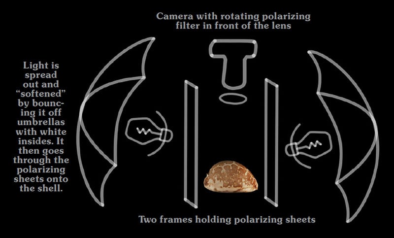 A diagram shows a camera with a polarizing filter, two lights with umbrellas, and two polarizing sheets positioned on either side of a seashell.