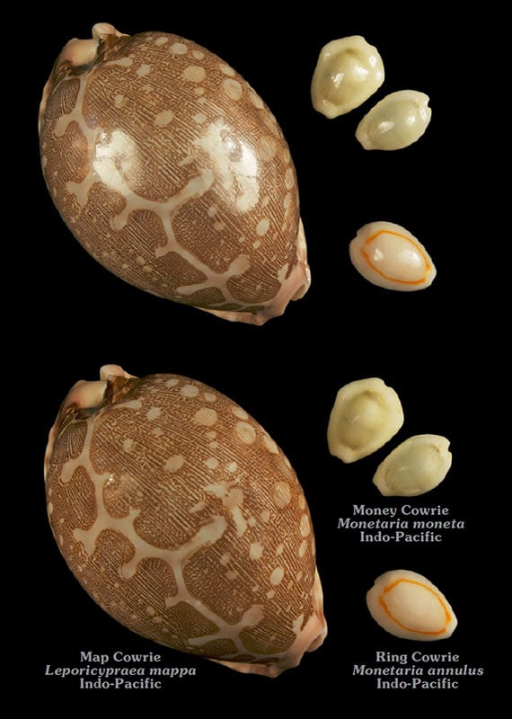 A Map Cowrie shell is shown on the left, with a Money Cowrie and a Ring Cowrie on the right, all labeled with their names.