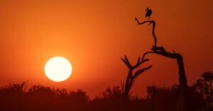 A bird perches on a bare, silhouetted tree branch against a large, bright sun in an orange sunset sky.