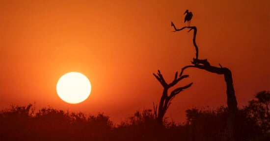 A bird perches on a bare, silhouetted tree branch against a large, bright sun in an orange sunset sky.